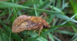 Barczatka napójka (Euthrix potatoria)