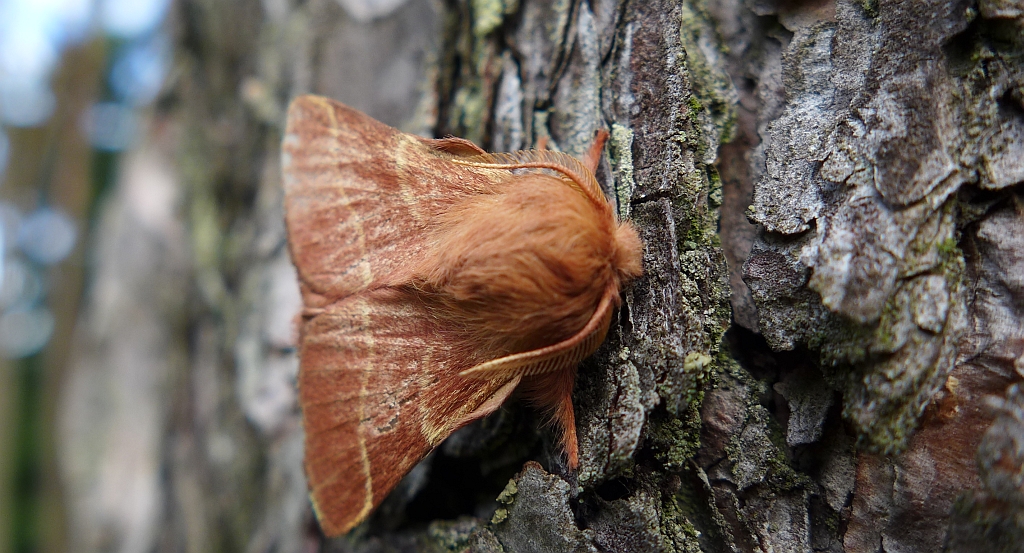 Barczatka pierścieniówka (Malacosoma neustria)