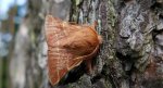 Barczatka pierścieniówka (Malacosoma neustria)