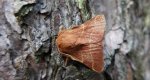 Barczatka pierścieniówka (Malacosoma neustria)