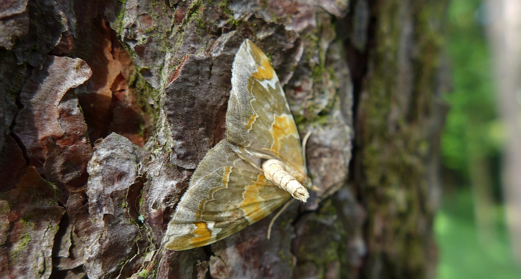 Nacinek zorzyniak (Eulithis pyropata)