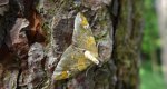 Nacinek zorzyniak (Eulithis pyropata)