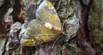 Nacinek zorzyniak (Eulithis pyropata)