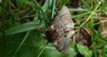 Wzjeżka spalica (Clostera pigra)
