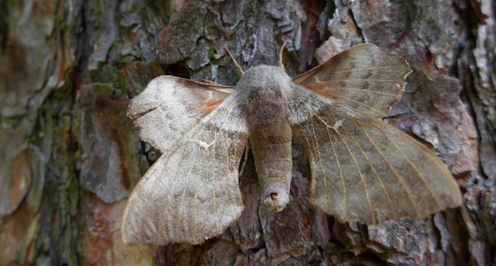 Nastrosz topolowiec, zawisak topolowiec (Amorpha populi)