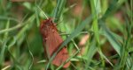 Sadzanka rumienica (Phragmatobia Fuliginosa)