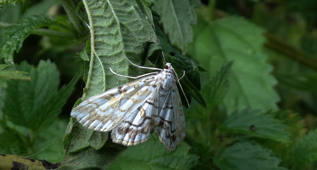 Nimfa świtezianka (Elophila nymphaeata)