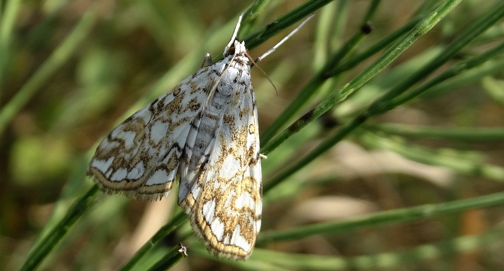 Nimfa świtezianka (Elophila nymphaeata)