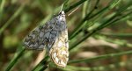 Nimfa świtezianka (Elophila nymphaeata)