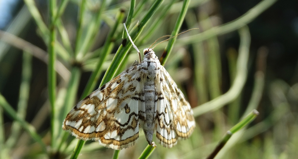 Nimfa świtezianka (Elophila nymphaeata)