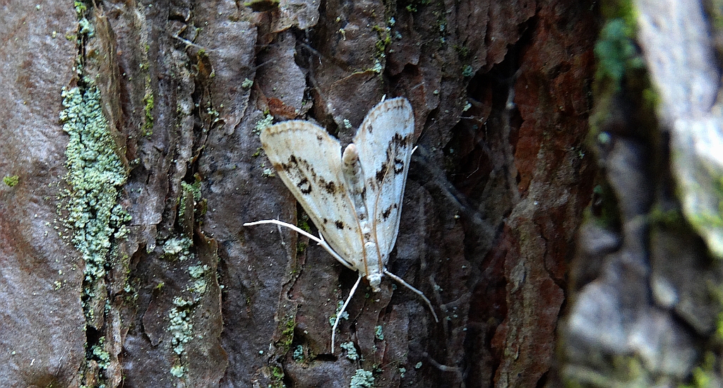 Parapoynx nivalis