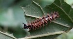 Rusałka kratkowiec (Araschnia levana)