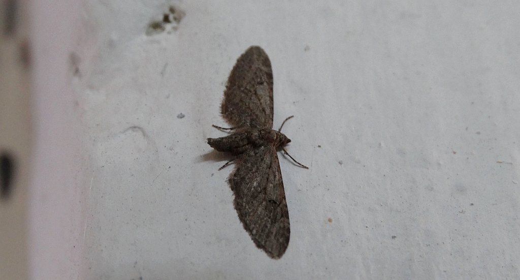 Grotnik nierysek (Eupithecia innotata)