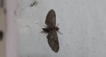Grotnik nierysek (Eupithecia innotata)
