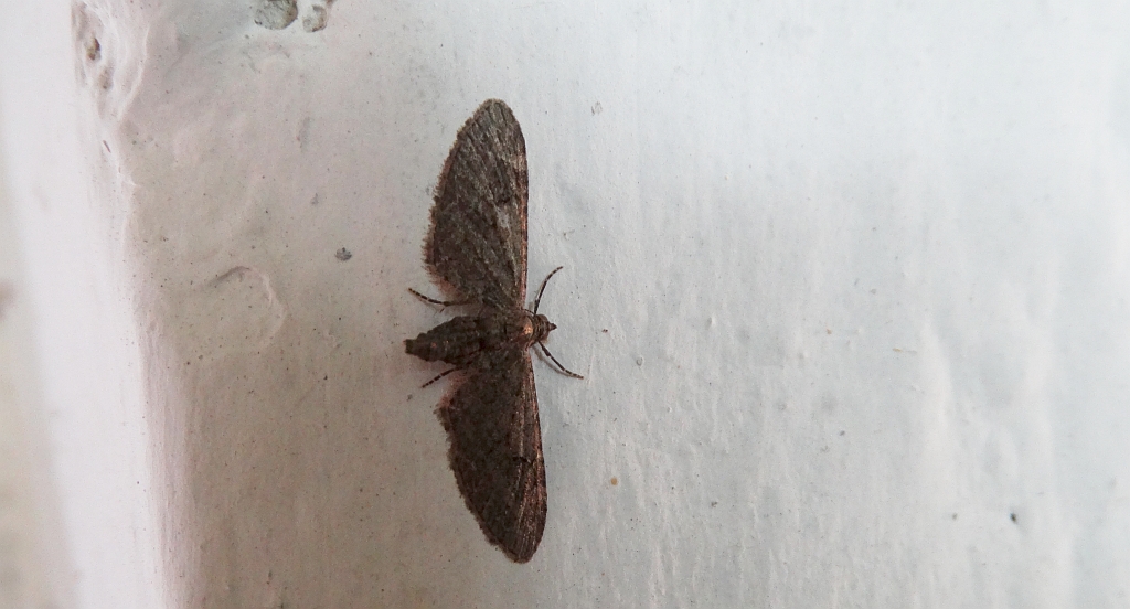 Grotnik nierysek (Eupithecia innotata)