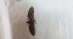 Grotnik nierysek (Eupithecia innotata)