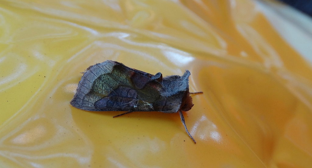Błyszczka spiżówka  (Diachrysia chrysitis)