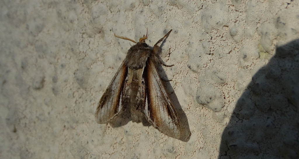 Garbatka osinówka (Pheosia tremula)