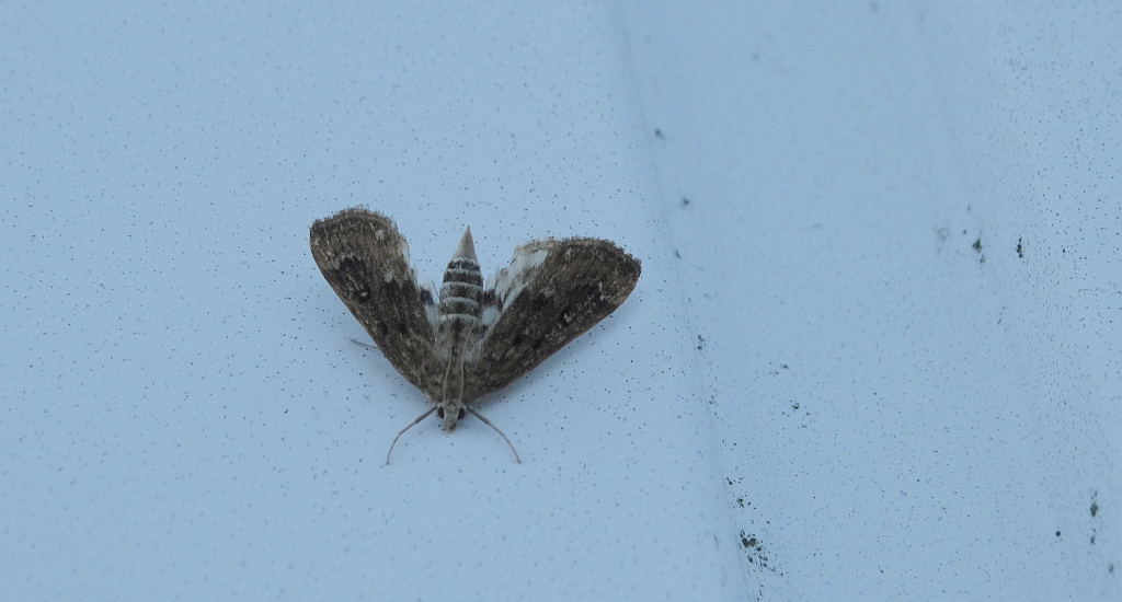 Wznosik Fabrycjusza (Anthophila fabriciana)