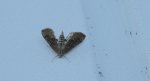 Wznosik Fabrycjusza (Anthophila fabriciana)