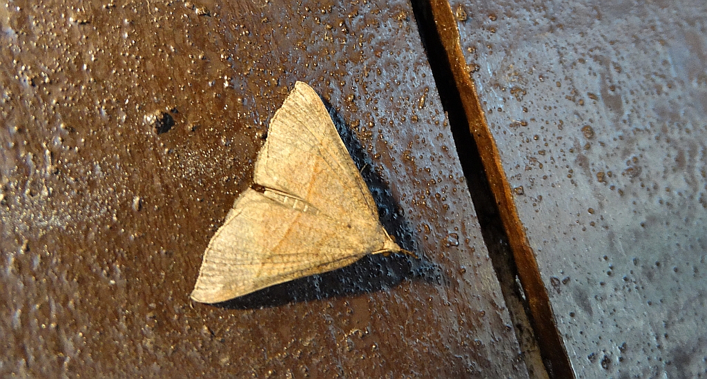 Rozszczepka śnicianka (Hypena proboscidalis)