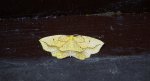 Nagodnik wycinek (Epione repandaria)