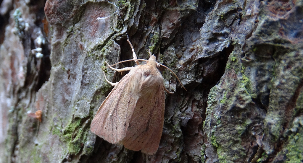 Rhizedra lutosa