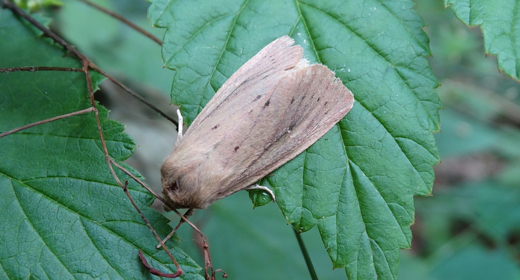 Rhizedra lutosa