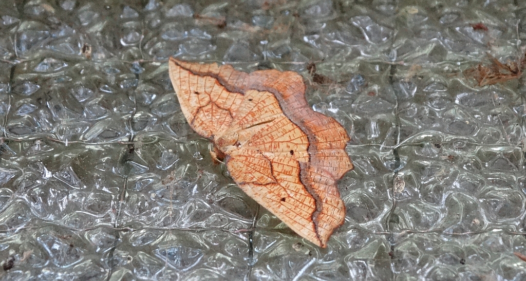 Nagodnik wycinek (Epione repandaria)