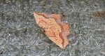 Nagodnik wycinek (Epione repandaria)