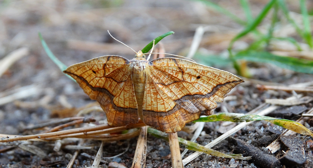 Nagodnik wycinek (Epione repandaria)