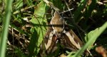 Zmrocznik przytuliak (Hyles gallii)