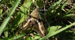 Zmrocznik przytuliak (Hyles gallii)