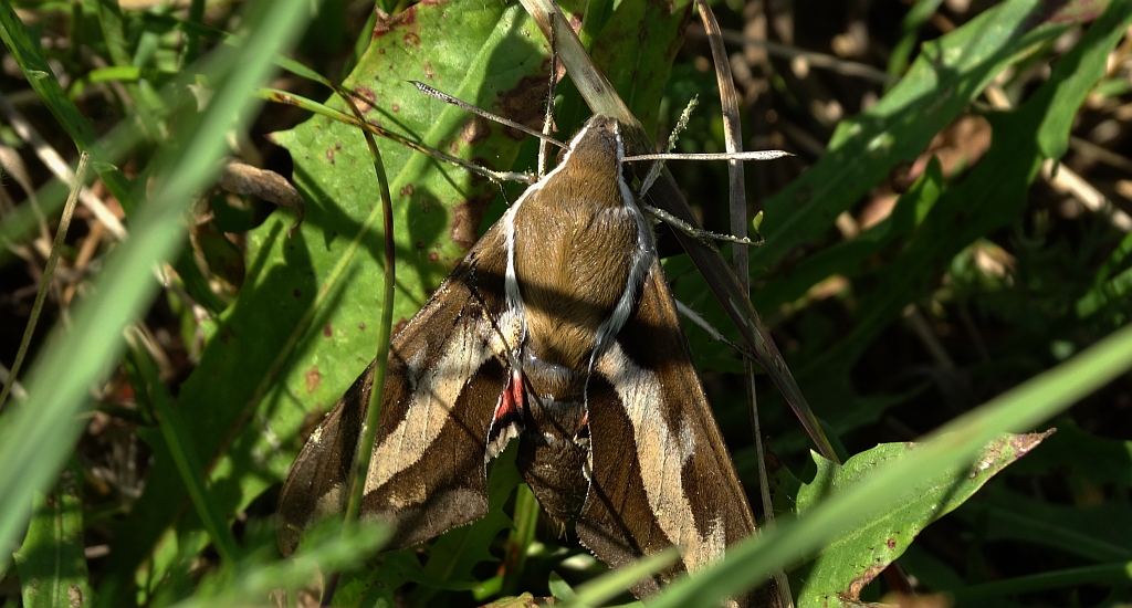 Zmrocznik przytuliak (Hyles gallii)