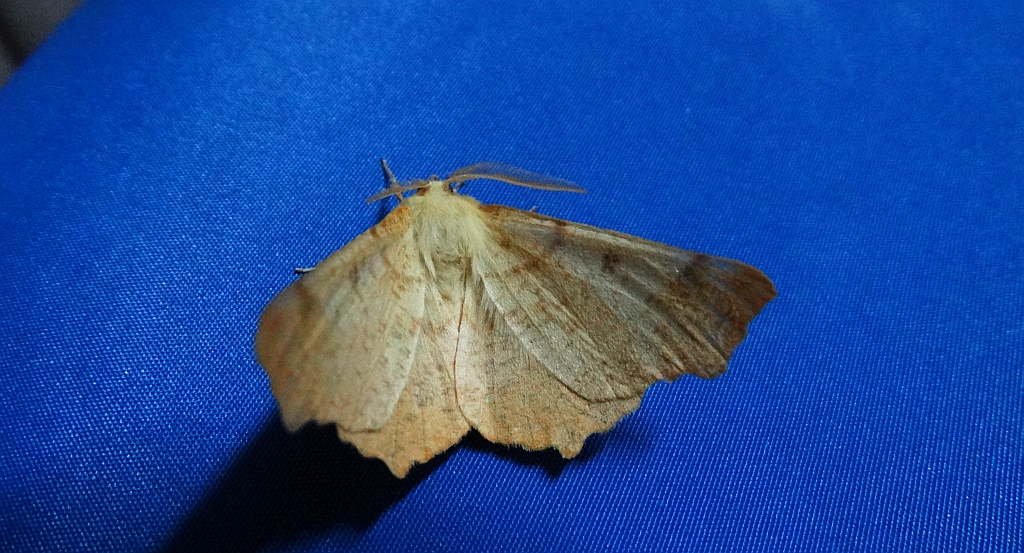 Latalec jesieniak (Ennomos autumnaria)