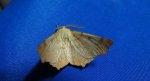 Latalec jesieniak (Ennomos autumnaria)