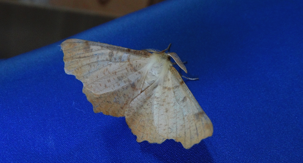 Latalec jesieniak (Ennomos autumnaria)