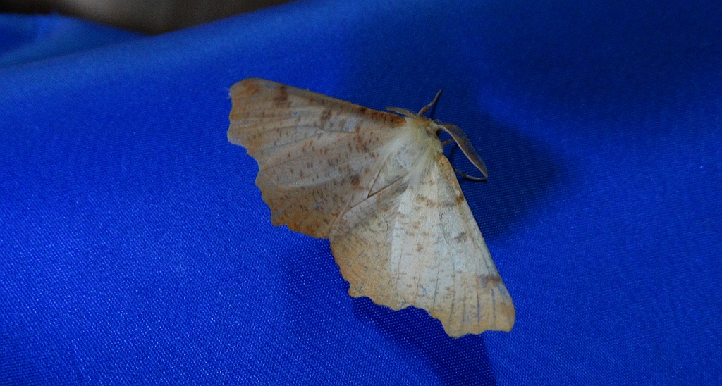 Latalec jesieniak (Ennomos autumnaria)