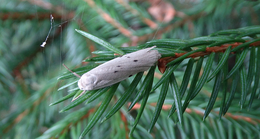 Fałdówka mokrzyca (Pelosia muscerda)