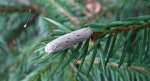Fałdówka mokrzyca (Pelosia muscerda)