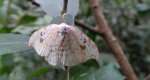 Wycinka sierpianka (Drepana falcataria)