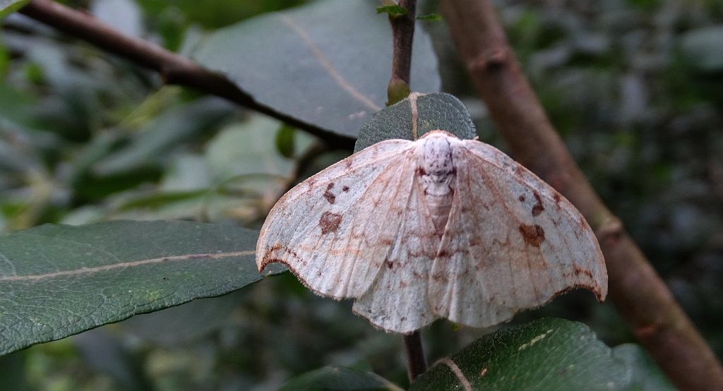 Wycinka sierpianka (Drepana falcataria)