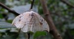 Wycinka sierpianka (Drepana falcataria)
