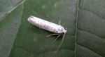 Namiotnik czeremszaczek (Yponomeuta evonymella)