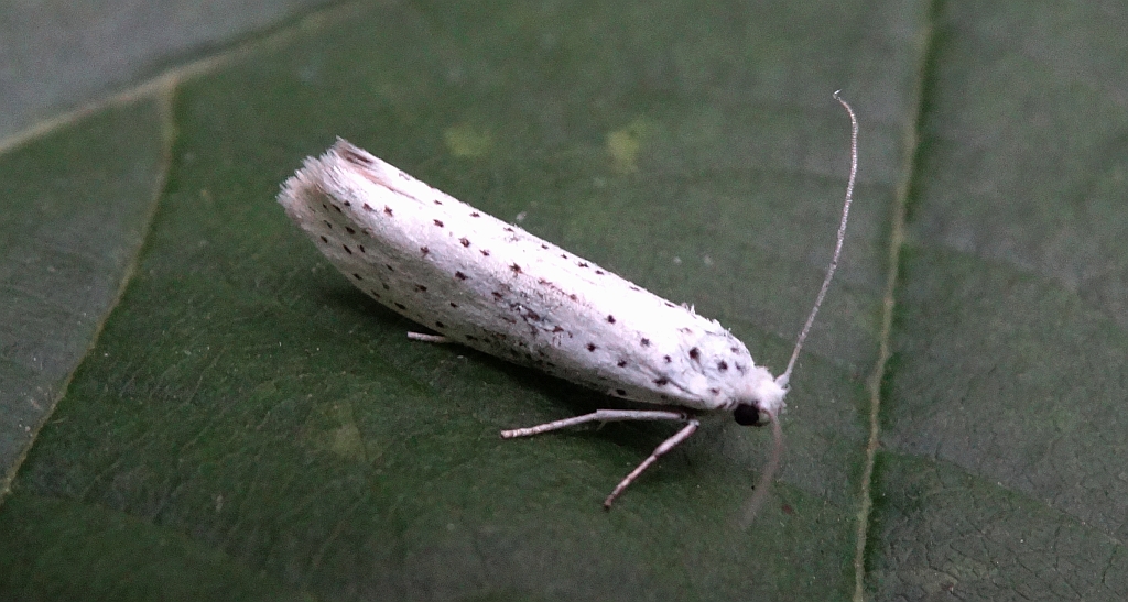 Namiotnik czeremszaczek (Yponomeuta evonymella)