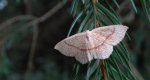 Świerzbik nadębek (Cyclophora quercimontaria)