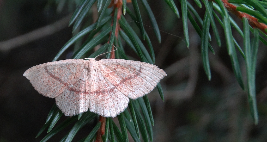Świerzbik nadębek (Cyclophora quercimontaria)