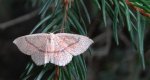 Świerzbik nadębek (Cyclophora quercimontaria)