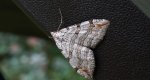 Niekrocz dziurawczak (Aplocera plagiata)