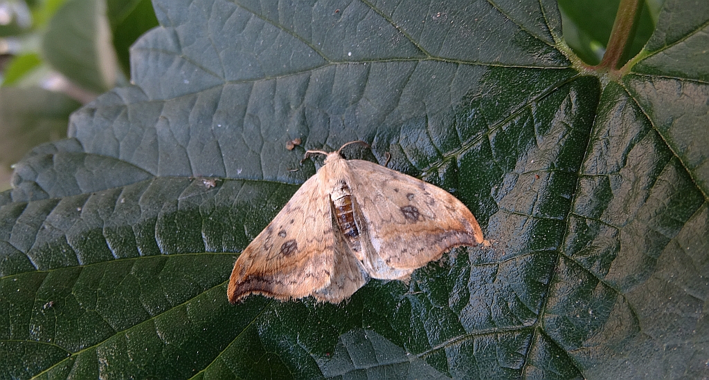 Wycinka sierpianka (Drepana falcataria)